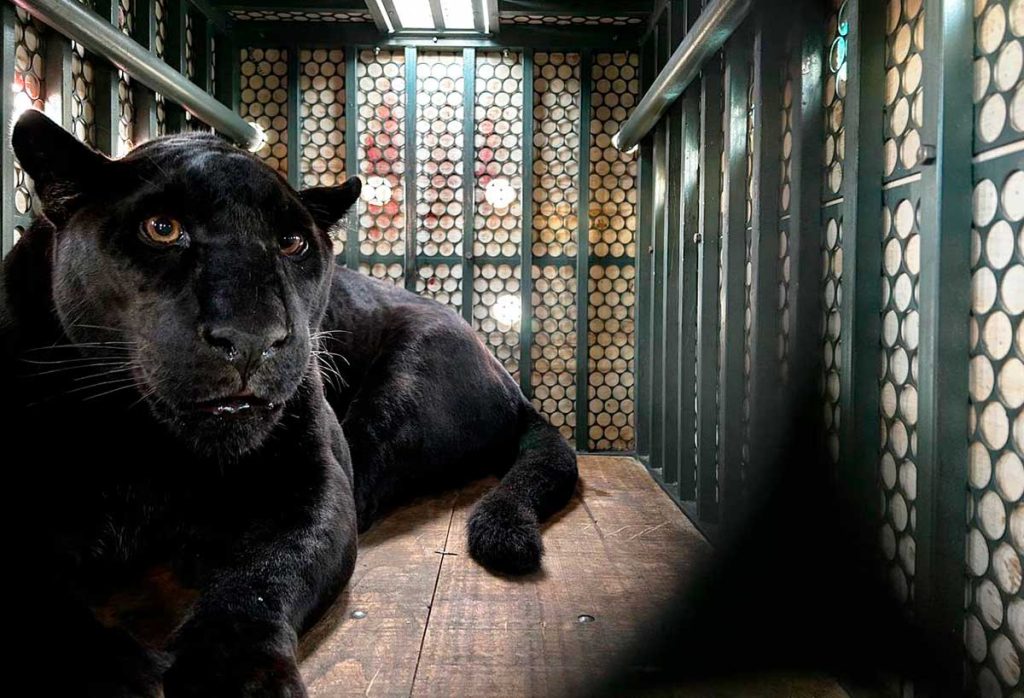 Zoológico de Curitiba abriga um dos últimos exemplares de onça de pelagem negra da Mata Atlântica